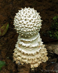 Amanita Amanita castanopsidis young Tsirang DW Ms