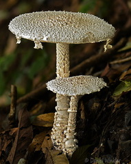 Amanita castanopsidis seen in Tsirang