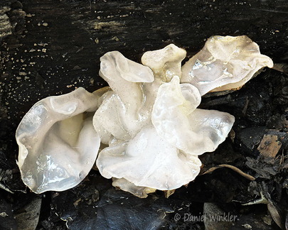 Tremella fusiformis Chagri DW Ms