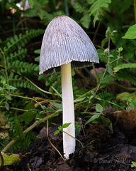 Coprinopsis sect Alopeciae Chagri DW Ms