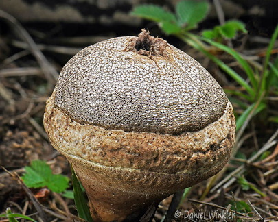 Calvatia Takin DW Ms