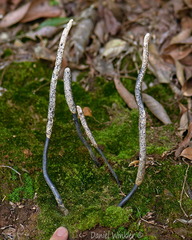 Xylaria giant scale Tsirang DW Ms