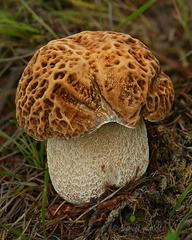 Boletus reticuloceps Tangsibi DW Ms
