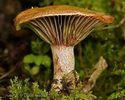 Lactarius sanguifluus Ogyen DW Ms