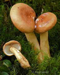 Lactifluus volemus Disp ThowaDrak DW Ms