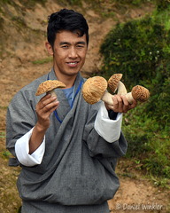 Phub Boletus reticuloceps Tangsibi Cp Ms