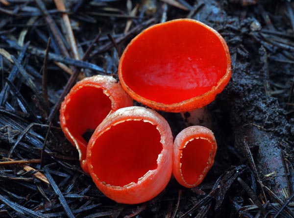 Sarcoscypha coccinea a spring cup fungus seen in Trout Lake WA