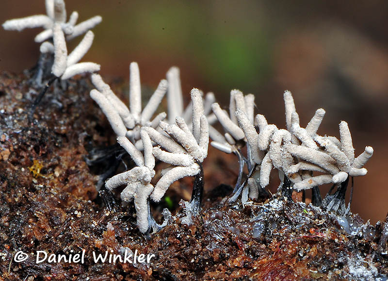 Stemonitis cinera - slime mold Amazon