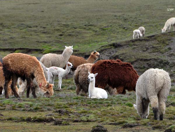 Alpaca herd calf S.jpg