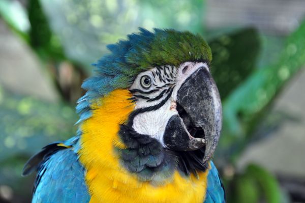 Ara ararauna Blue-Yellow Macaw face S.JPG