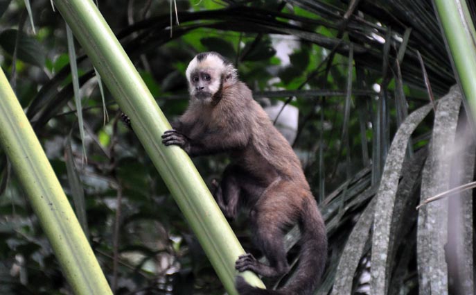 Cebus apella (Brown Capuchin Monkey) S.jpg
