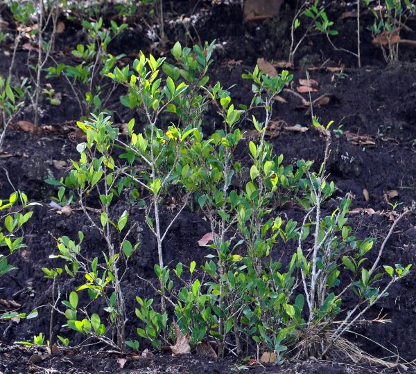 Erythroxylum coca - Coca plants in cultivation in Coroico 1 S.JPG
