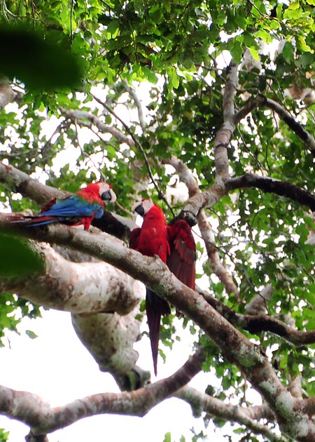 Macaws in the canopy S