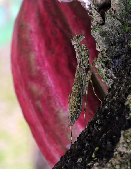Praying Mantis Cacao S.jpg