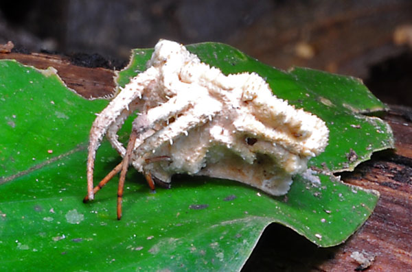 Torrubiella Spider S