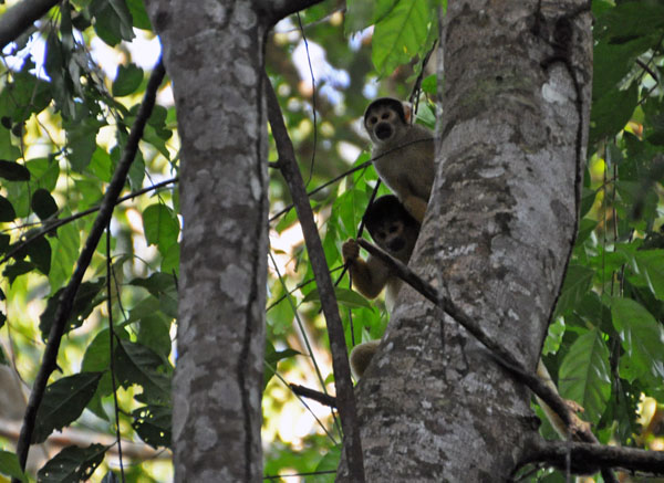 Black-headed squirrel monkey - Saimiri boliviensis Cr S.jpg