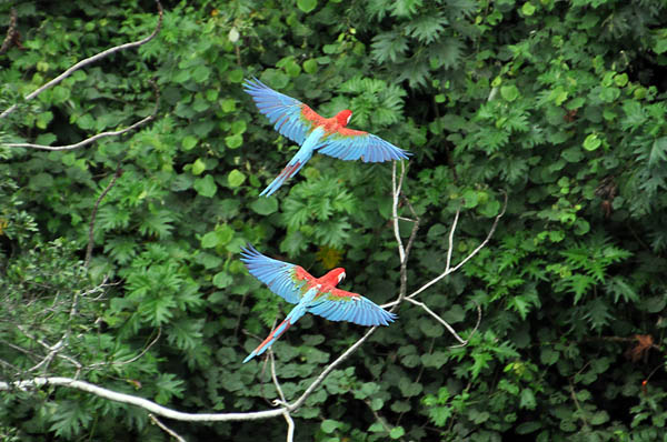 Macaw pair in flight S.jpg