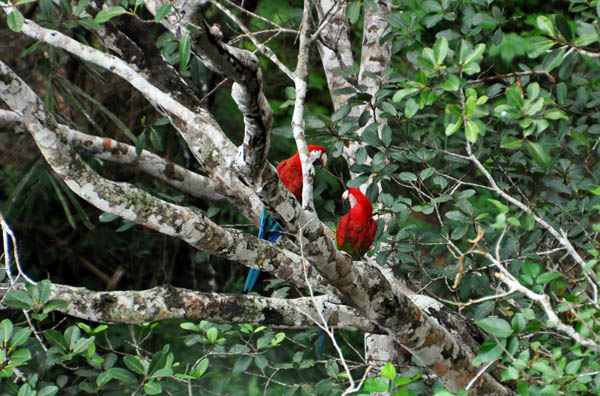 Macaw pair tree S.jpg