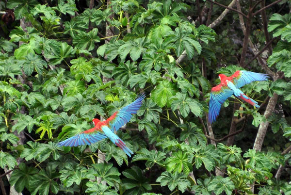 Macaw R+G 2 Ara chloropterus S.jpg