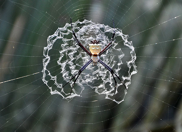 Spider weird net Masha Cr S.jpg