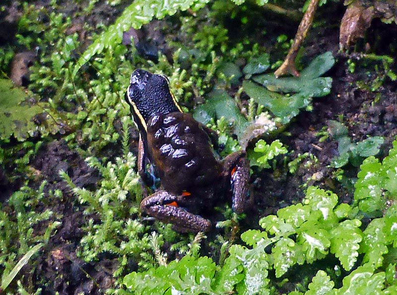 Dart frog Epipedobates tadpoles
