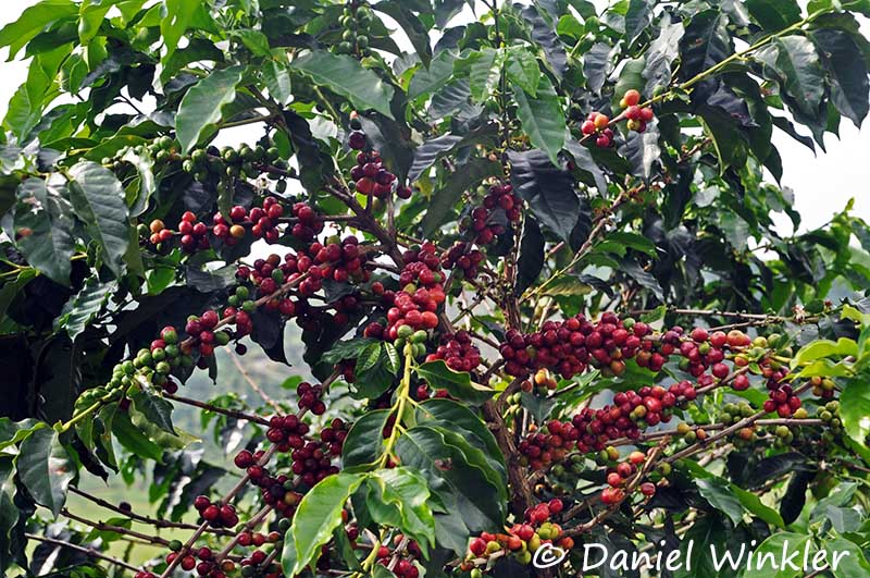 Coffee shrub with beans in Recuca