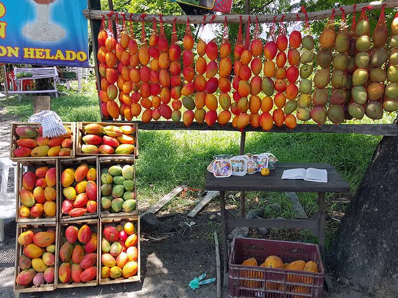 Fruits in Gualanday 