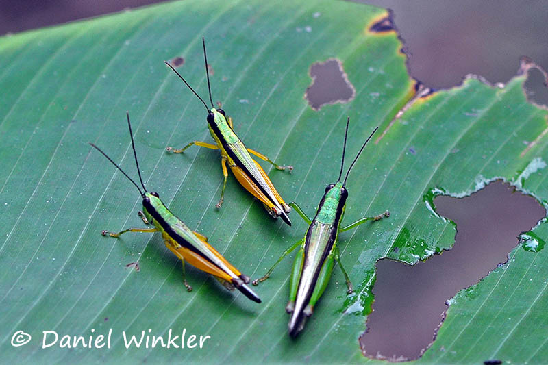 grasshoppers on leaf