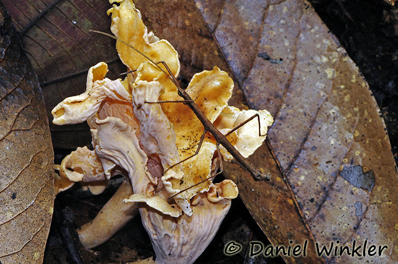Cantherellus with stick bug Colombia 2014 DW Ms