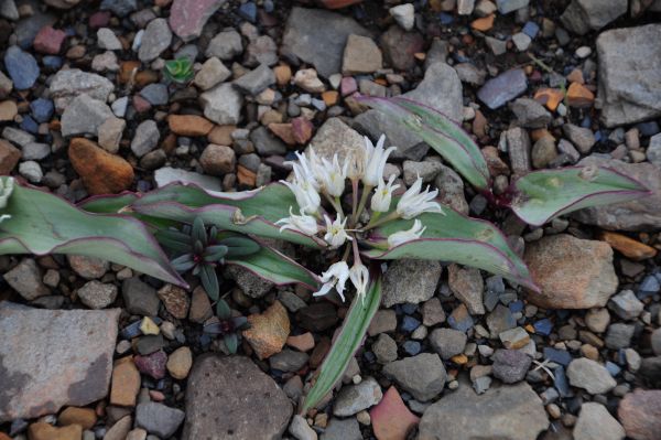 Allium nanodes (5) s.JPG