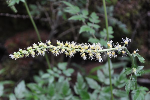 Cimicifuga yunnanensis flower, a woodland plant. Its close American relatives are known as cohosh or bugbane
