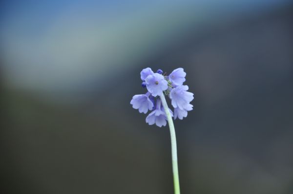 Close up of the blue Primula sp.