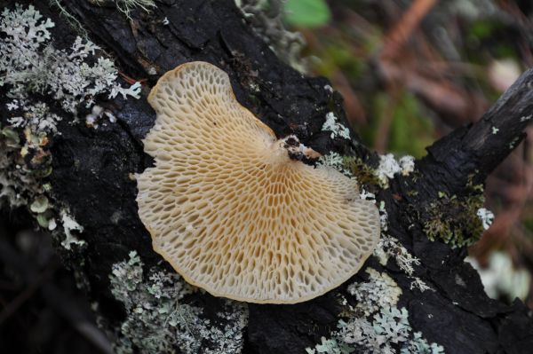 I love the structure of Polyporus arcularius, a wood digesting Polypore.