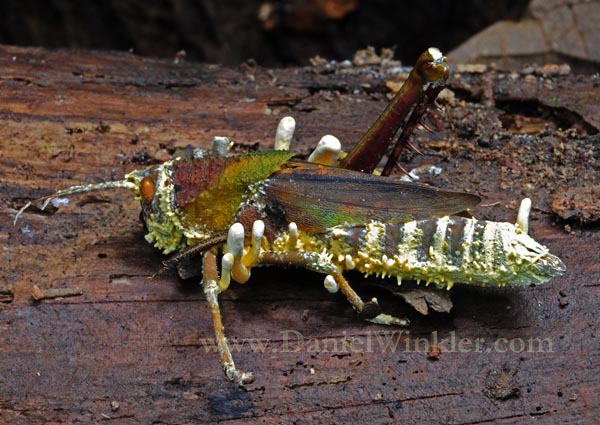 Cordyceps grasshoper DW S.jpg
