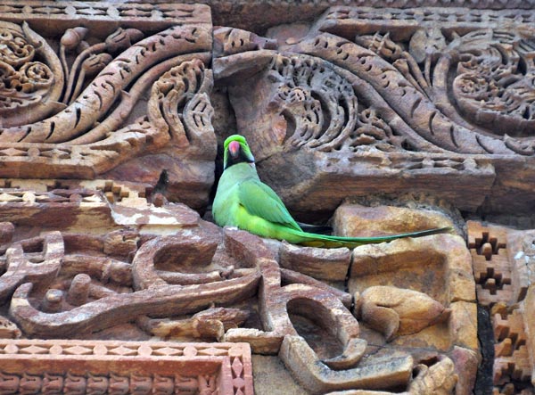 Parrot Qutb Minar wall Cr Ed S.jpg
