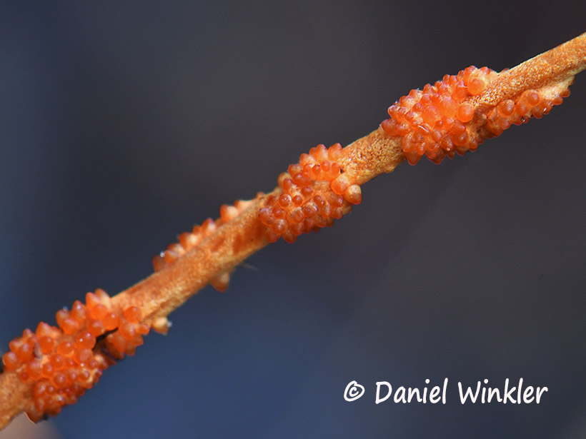 Ophiocordyceps close up of red stroma 