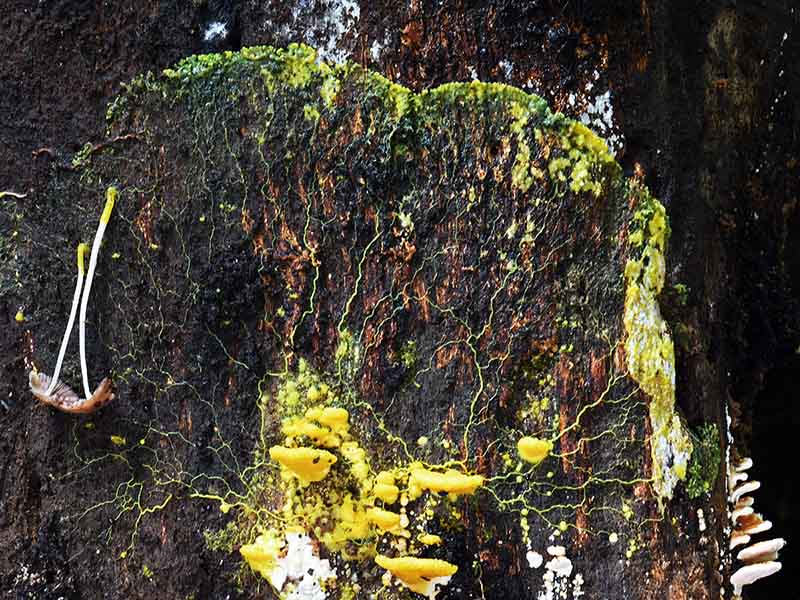 Physarum polycephalum #17 a slime mold
