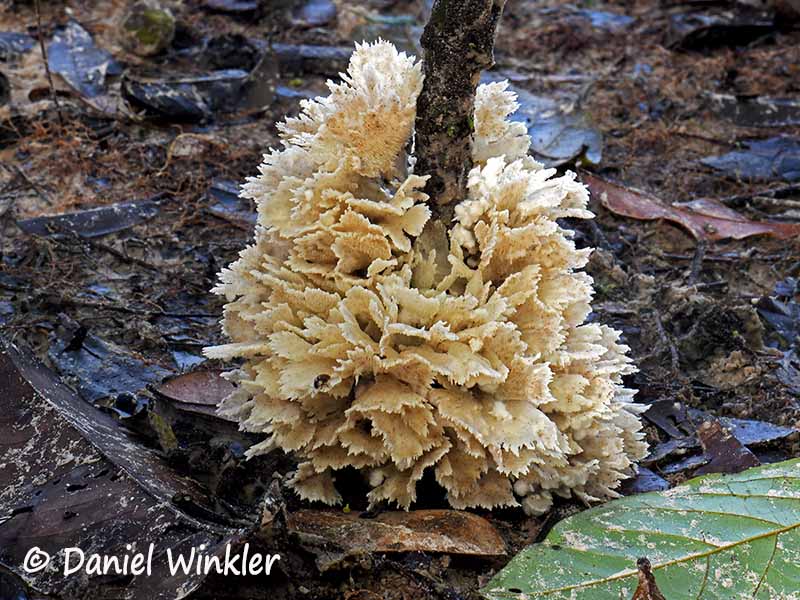 Hydnopolyporus fimbriatus, an edible wood decaying mushroom..