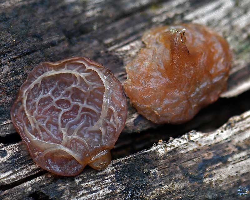 Auricularia delicata, a common edible wood ear. Strangely we found only these babies. Apparently it had not rained sufficient in Tepu yet.