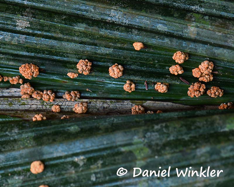 Moelleriella cluster on a palm frond