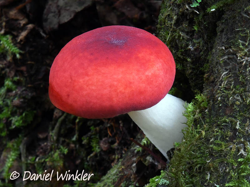 A perfect red Russula seen in Chauna
