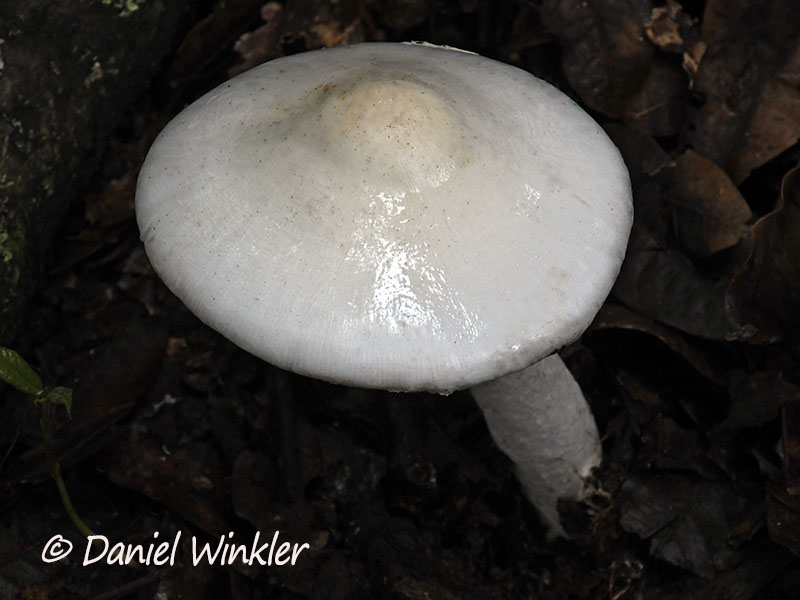 All white Amanita sp. with visicid cap growing in Chauna