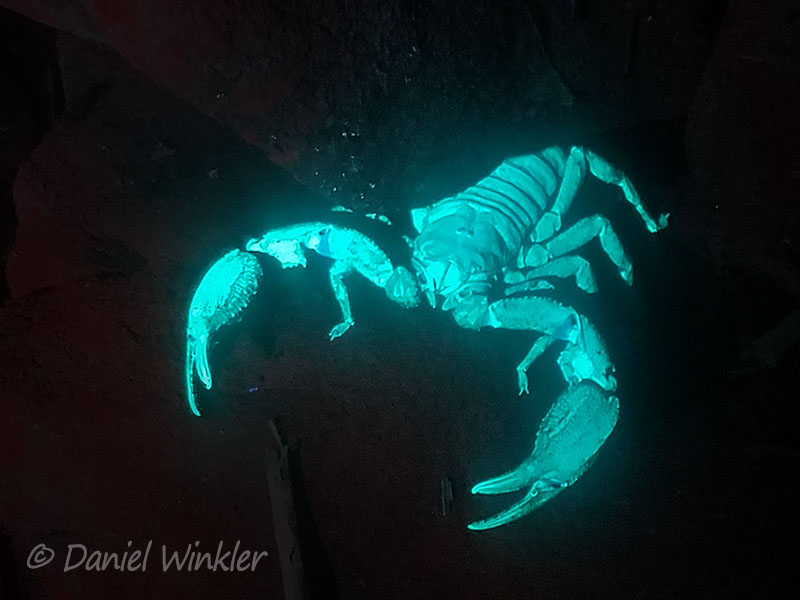 A scorpion seen in UV light in Rio Claro, which is known for its 3 endemic scorpion species
