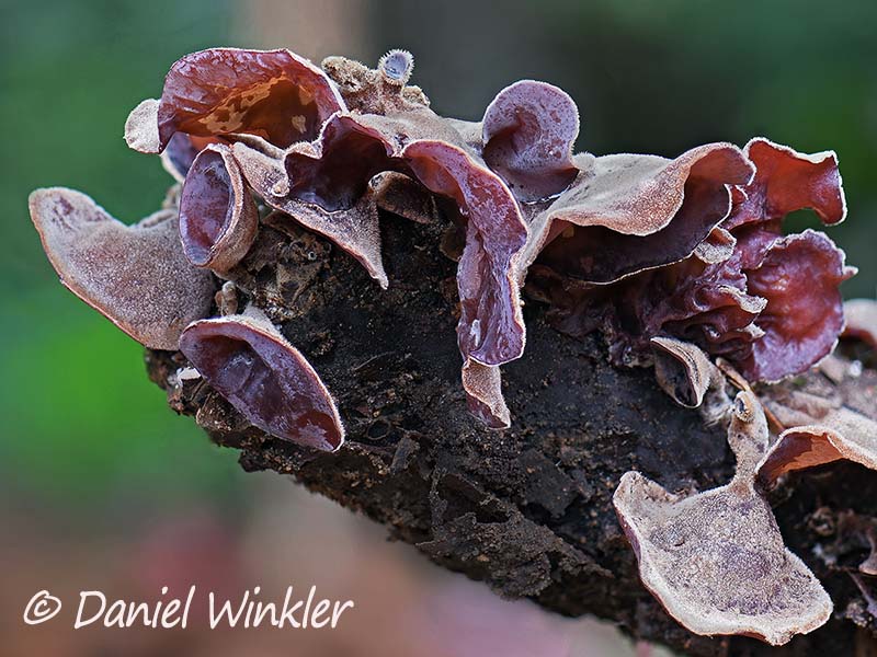 Auricularia, maybe A. nigricans (formerly A. polytricha) seen near Mocoa 