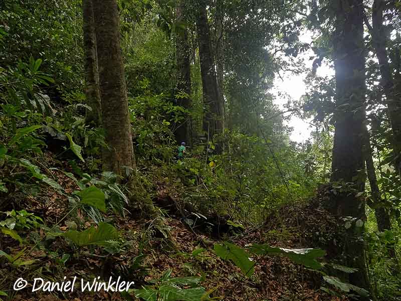 Trigonobalanus excelsa forest remnants in Charhuagaco