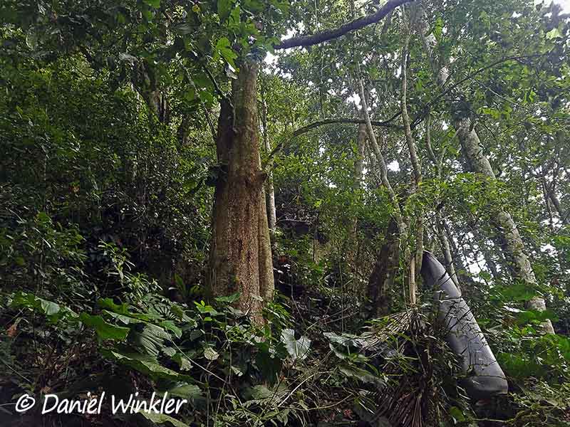 Trigobalanus excelsa forest above Charguayaco