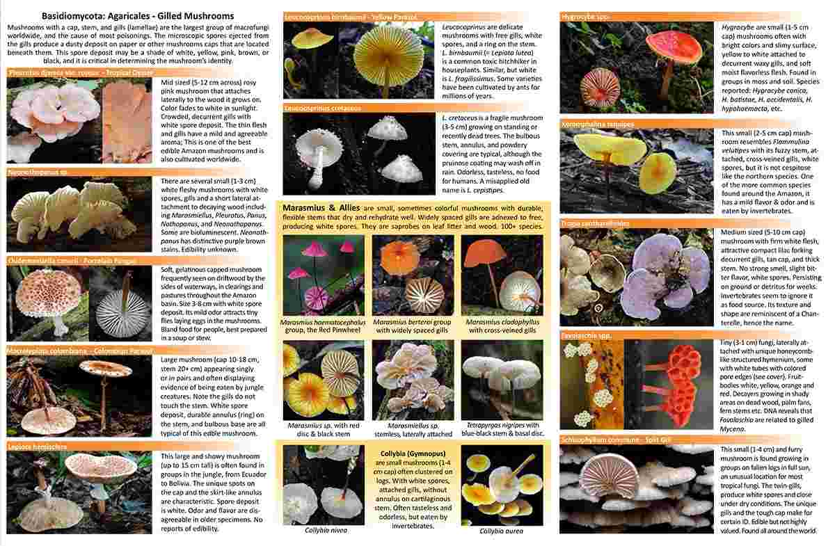 Amazon Mushrooms Fold-out guide Agarics section