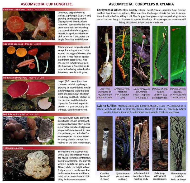 neotropical fungi Cordyceps Xylaria field guide page
