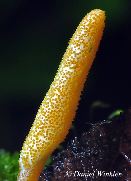 Coryceps takaomontana stroma