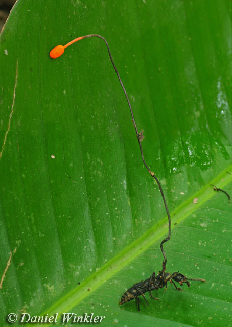 Ophiocordyceps%20australis_on_Pachycondila-crassinoda_ant